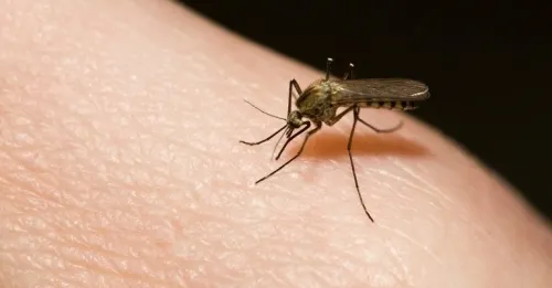 INFOGRAFÍA: Se disparan casos de dengue a nivel nacional
