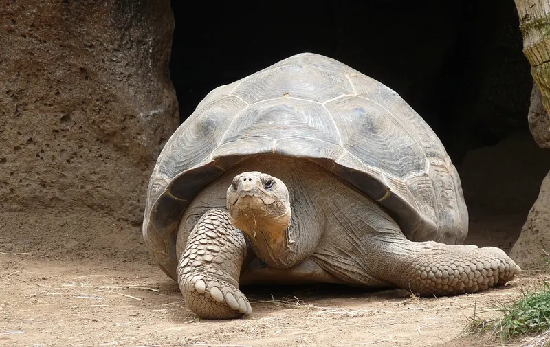 Tortugas