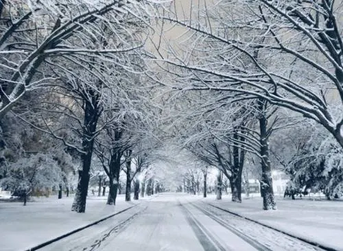 Imágenes de invierno de una universidad japonesa se vuelven virales