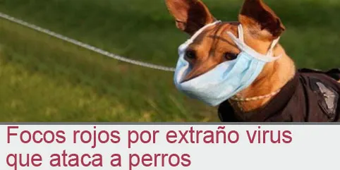 Focos rojos por extraño virus que ataca a perros