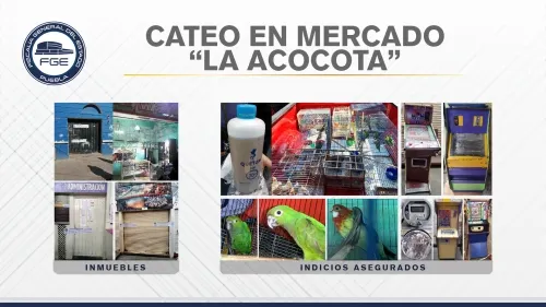 En el mercado La Acocota, FGE detuvo a tres personas y aseguró especies protegidas