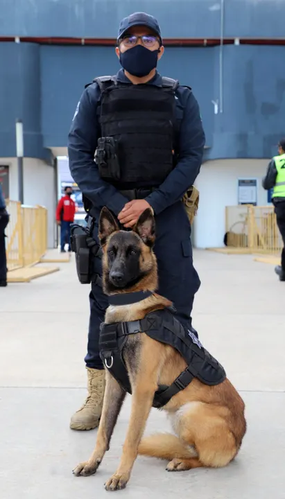 Unidad canina de la policía municipal aseguró paquetes con más de 2.5 kilos de posible marihuana