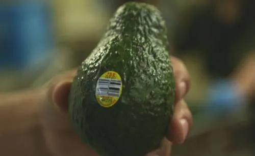 Baja precio del aguacate y se coloca en 75 pesos por kilo en el país