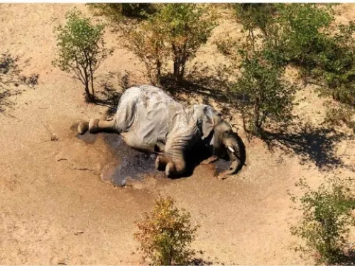Descubren a ‘asesinos’ de más de 300 elefantes en África