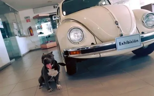 En Torreón, agencia de autos ‘contrata’ a perrita