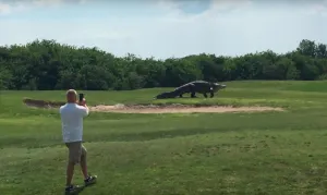 VIDEO: Caimán de casi cinco metros pasea en campo de golf