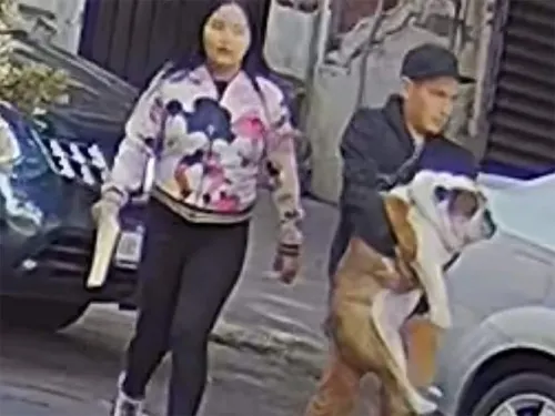 Se roban a ‘Emilio’, perrito bulldog inglés en la Roma