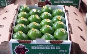 Asaltantes roban cargamento de limón persa con un valor de 1 millón de pesos