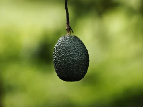 Así es la guerra por el dinero que deja el aguacate