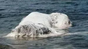 Descubren qué era en realidad la misteriosa criatura que apareció en una playa en las Filipinas