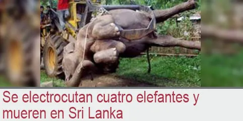 Se electrocutan cuatro elefantes y mueren en Sri Lanka