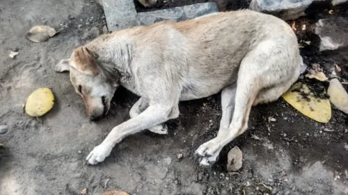 Proponen hasta 4 años cárcel por abandono de mascotas