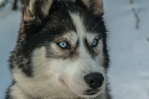 Trump levanta restricciones para cazar osos y lobos en Alaska