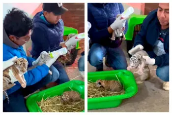 Nacen cinco tigres de bengala en Xicotepec: un triunfo para la conservación en Granja Animalia