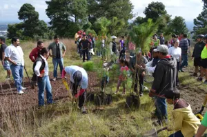 Reforesta San Pedro Cholula parte del Zapotecas