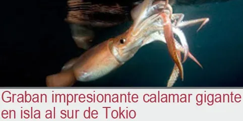 Graban impresionante calamar gigante en isla al sur de Tokio