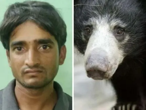 Arrestan a famoso cazador furtivo que comía genitales de osos