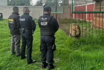 Hallan a un león y otros animales en casa del Edomex; ya fueron asegurados