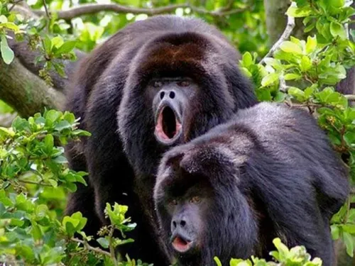 Mueren monos aulladores en reserva ecológica de Chiapas