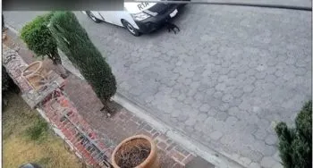Fiscalía de Puebla vincula a proceso a conductor por crueldad animal tras atropellar a una perrita