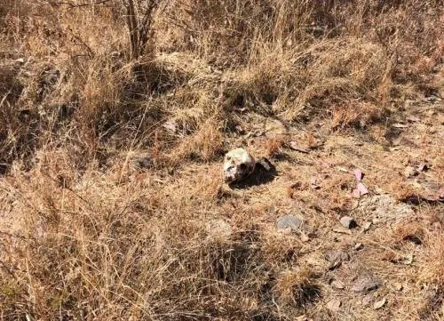 Encuentran restos óseos en terreno de Texmelucan