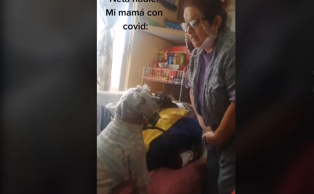 Perrito TikTok,