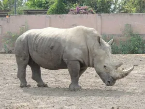 En 6 de cada 10 zoológicos mexicanos hay maltrato o compras irregulares