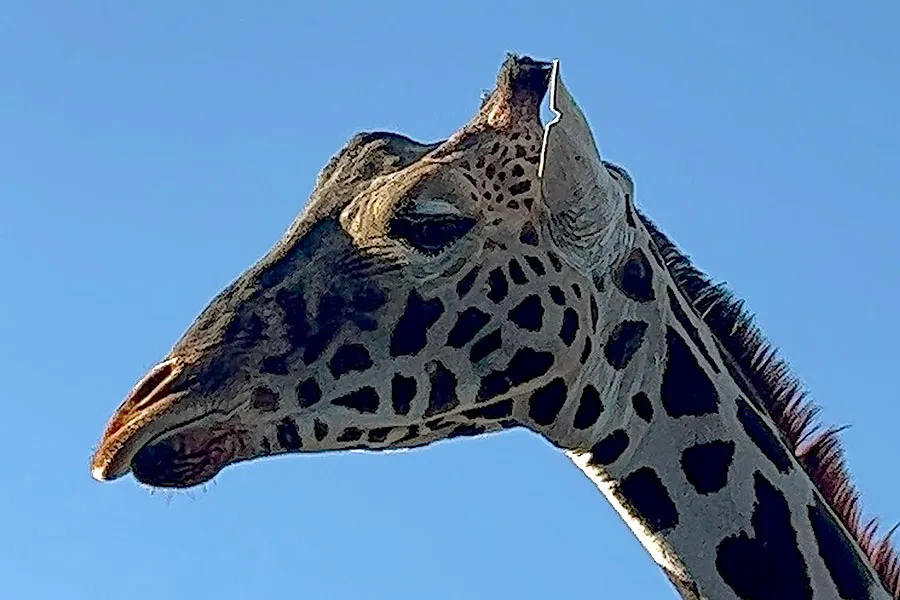 Jirafa Benito