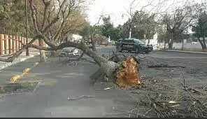 Intensas ráfagas de viento causan daños en Querétaro