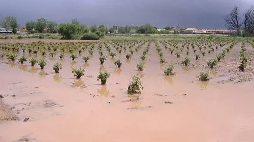 Aplicará gobierno de Tony Gali seguro agropecuario catastrófico por contingencias climatológica
