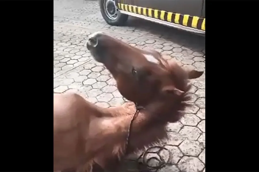 Caballo Arrollado Hueytamalco