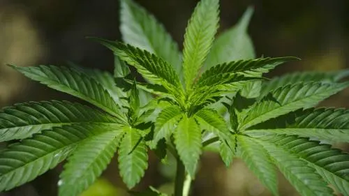 Consumo de marihuana en EU podría superar el de refrescos en 12 años