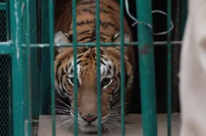 Asegura Profepa animales salvajes a zoológico de diputado panista