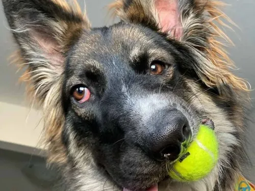 Él es Brodie, el ‘perrito de la cara chueca’ que robará tu corazón