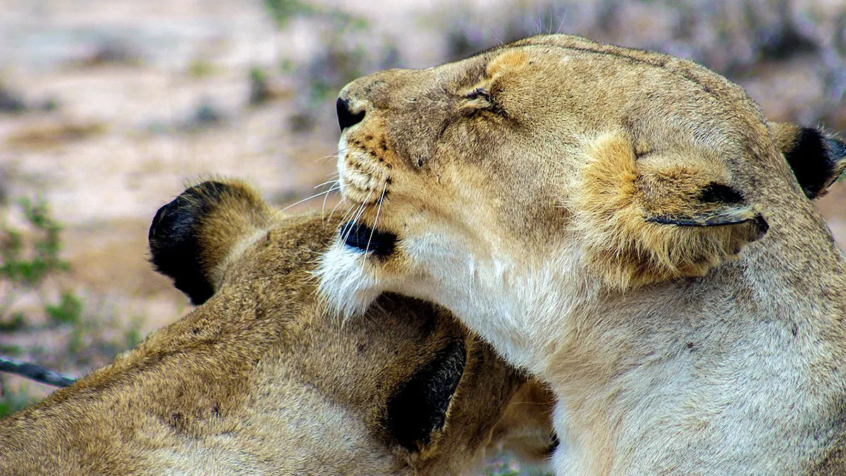Leon Leones