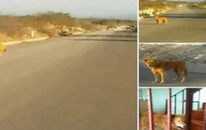 León de Huitziltepec no era más que un perro