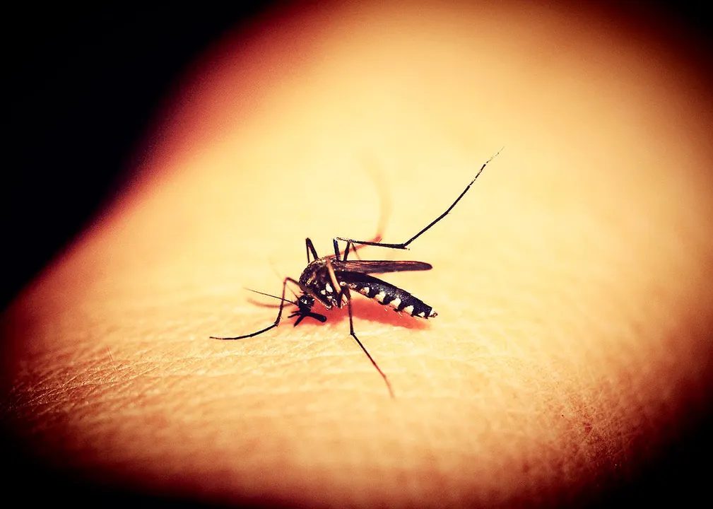 Mosquito Dengue
