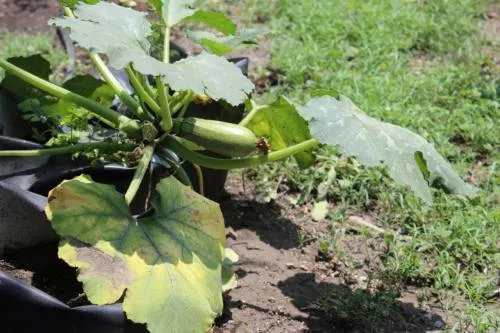 Se consolida Puebla en el 2° lugar de producción de calabacita a nivel nacional