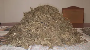 Querían meter droga a San Miguel; SSP los detiene