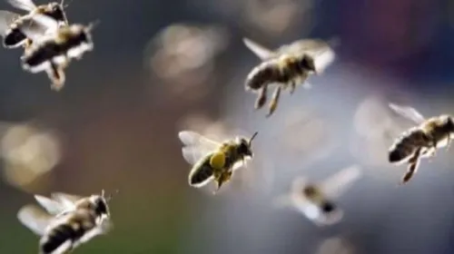 Destacan labor de abejas para mantener la vida y alimentos en la Tierra