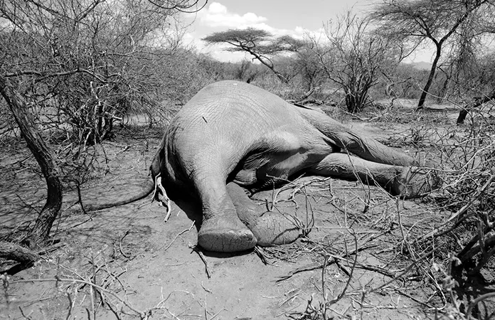 Kenia Elefantes muertos