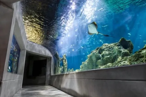 Descarta Acuario Michin despido de trabajadores para reemplazarlos por “aprendices”