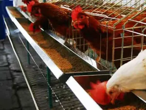Refuerza gobierno cerco sanitario para proteger su avicultura