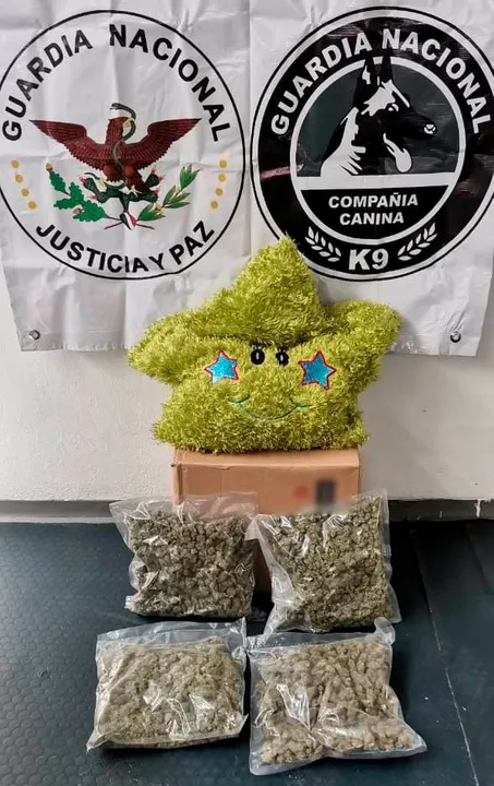 Asegura Guardia Nacional peluche con “mota”  en su interior