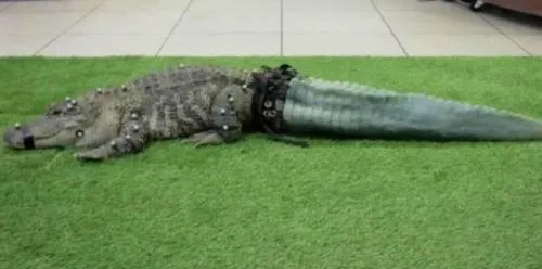 La impresión 3D le da una segunda vida a este cocodrilo