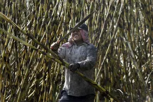 Esperan que de zafra entregue 1.8 millones de toneladas de caña
