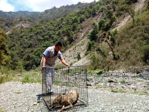Reintegra Profepa a coyote rescatado en Zacatlán tras incendio