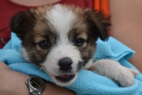 Hasta 43 mil pesos de multa por robo de mascotas y prisión por agresión o maltrato