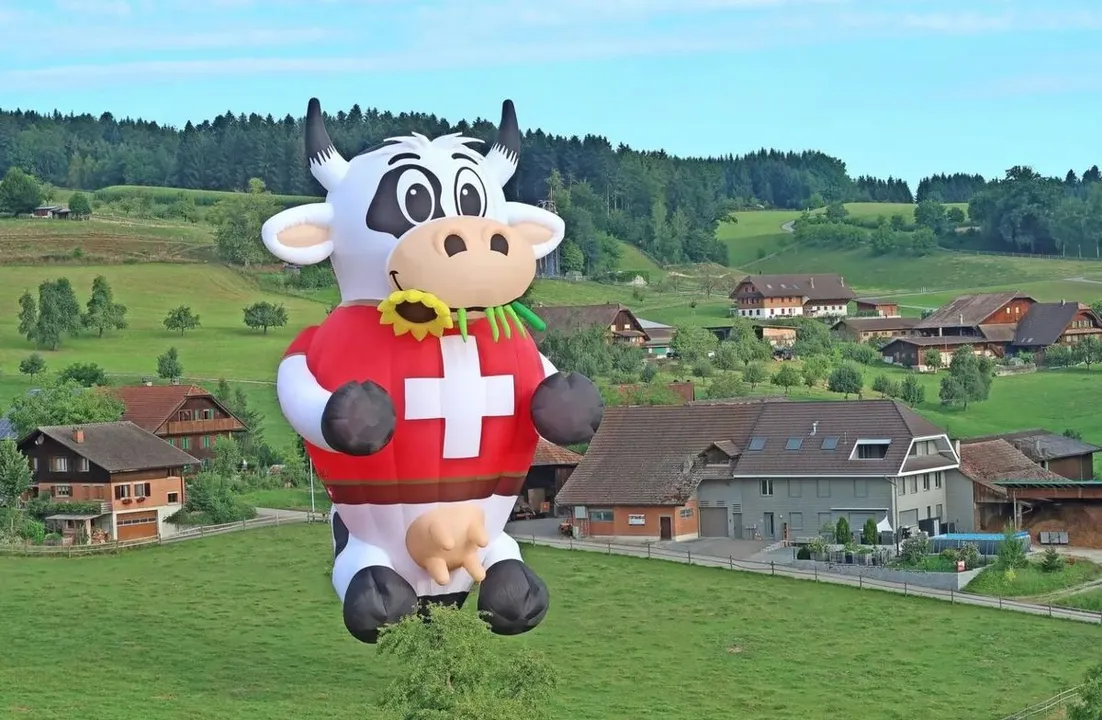 Fig Swiss Cow Bluemli
