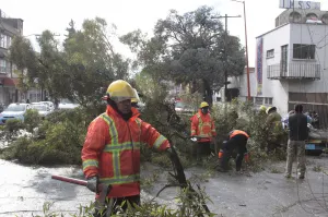 Efectuará ayuntamiento diagnóstico de árboles por fuertes vientos